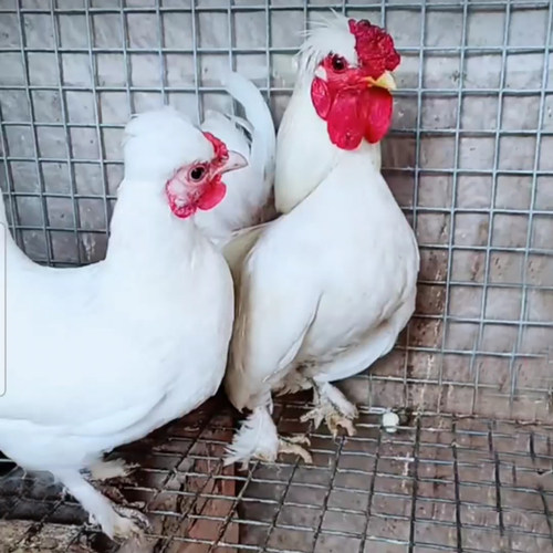 元宝凤头宠物鸡白羽翻毛小青年鸡