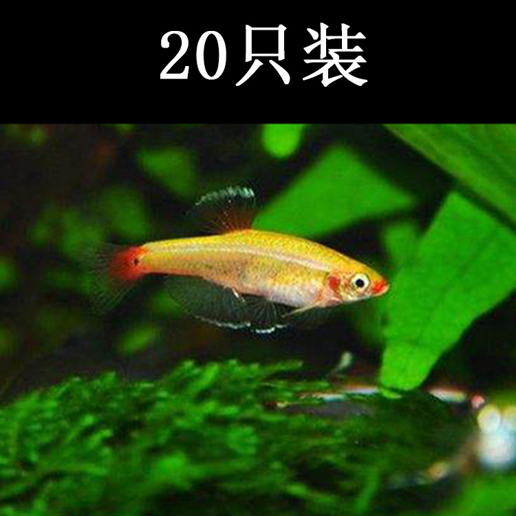 水族宠物黄化金丝活体灯鱼淡水皮实好养群游观赏鱼冷水已定水包损