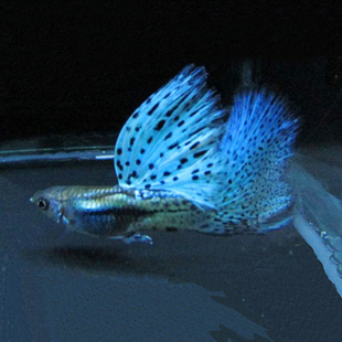水族孔雀鱼活体蓝草凤尾纯种大背大尾热带观赏淡水兰草尾包损包活