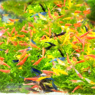 水族大河观赏虾活体水晶淡水清洁工具米虾红蓝樱花除藻白玉琉璃虾