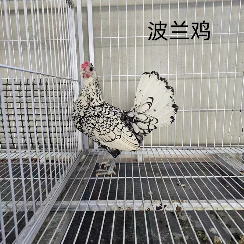 宠物鸡青年红波兰观赏鸡纯种黄波