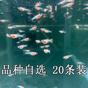 水族孔雀鱼苗凤尾观赏幼鱼迷你鹦鹉热带鱼淡水好看皮实好养的小鱼