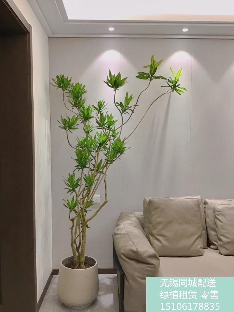 百合竹千年木龙血树量天尺网红系列绿植盆景商场店铺盆景只送无锡