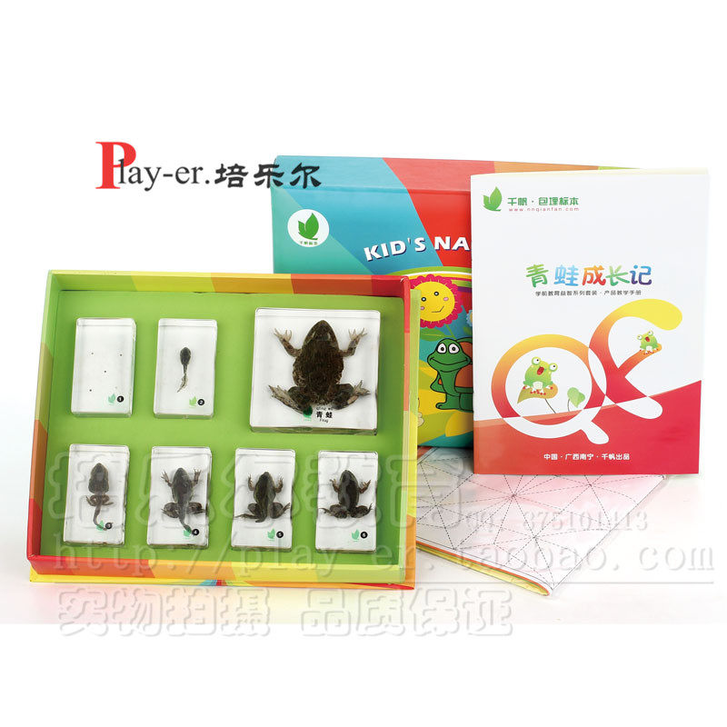 青蛙成长记儿童幼儿园科学实验室关擦发现青蛙动态生长包埋标本