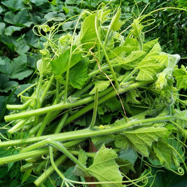 新鲜蔬菜南瓜叶南瓜藤南瓜尖南瓜叶茎南瓜头戒烟马上
