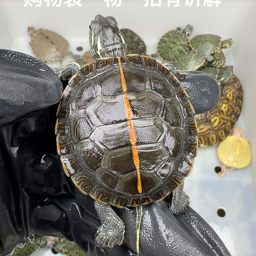 72号精品南锦3.8厘米