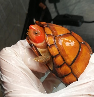 进口红面蛋龟苗闭壳龟泥龟深水龟观赏宠物龟红脸乌龟爬友谊家包邮