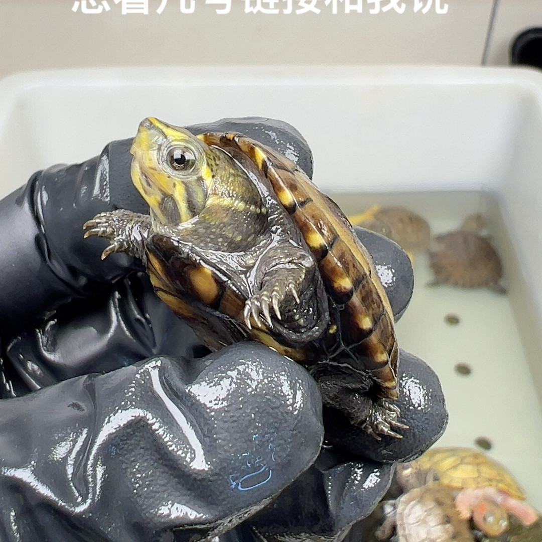 45号全品果核蛋龟3.5厘米