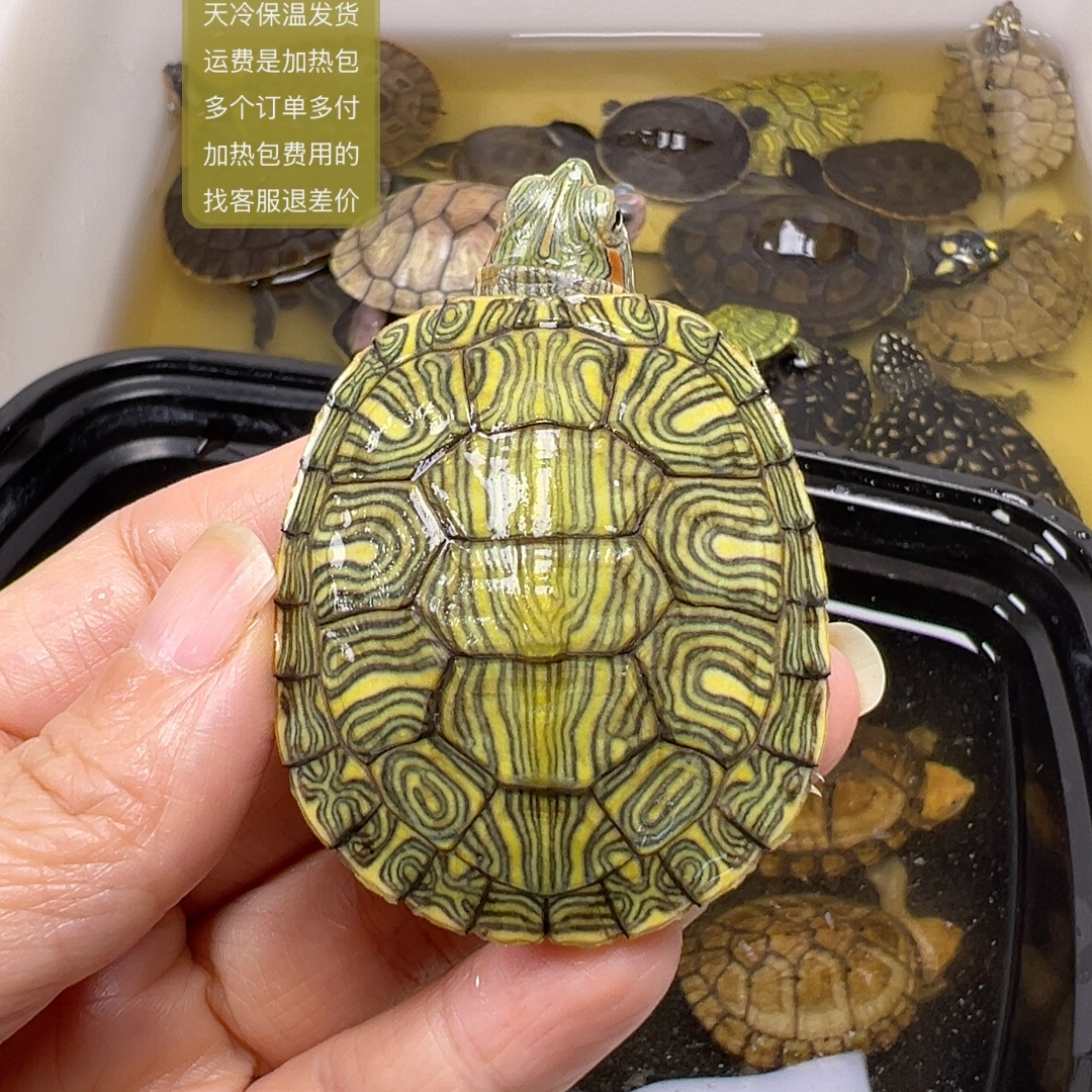 53福利放漏格兰德彩龟