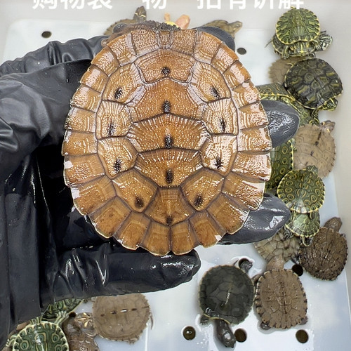 59号精品桃红侧颈龟5.2厘米