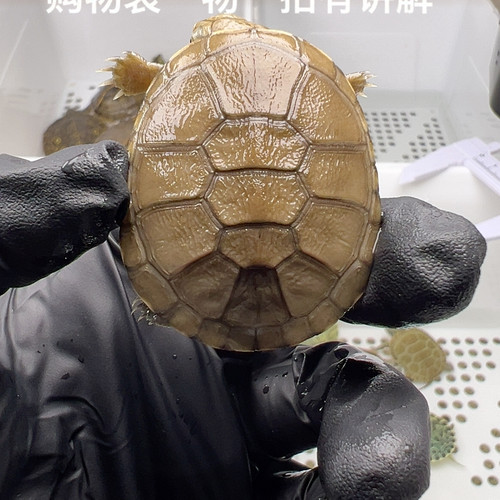 64号全品西非侧颈龟4厘米