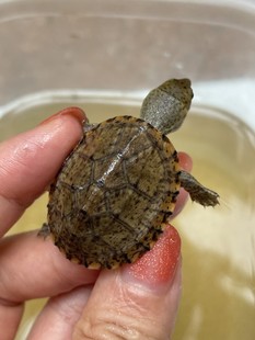 剃刀龟杂交红面蛋龟杂交品刀面精品乌龟虎纹巨头果核斑纹包邮包活