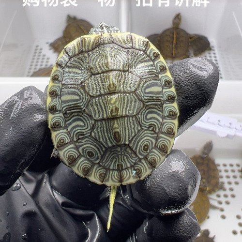 83号纯腹大河杂黄耳3.3厘米