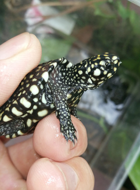 斑点龟苗黑池龟斑点苗满天星深水龟黄头侧颈水龟四大名龟鱼缸龟