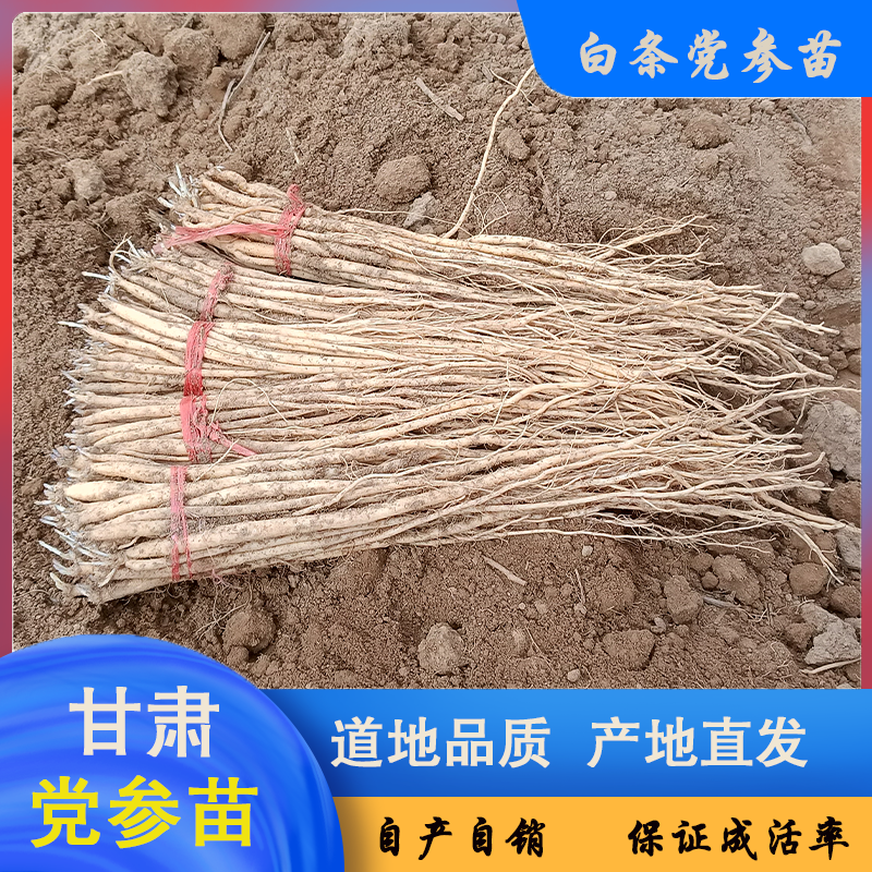 甘肃道地中药材白条党参种苗盆栽试种新鲜苗子产地直发