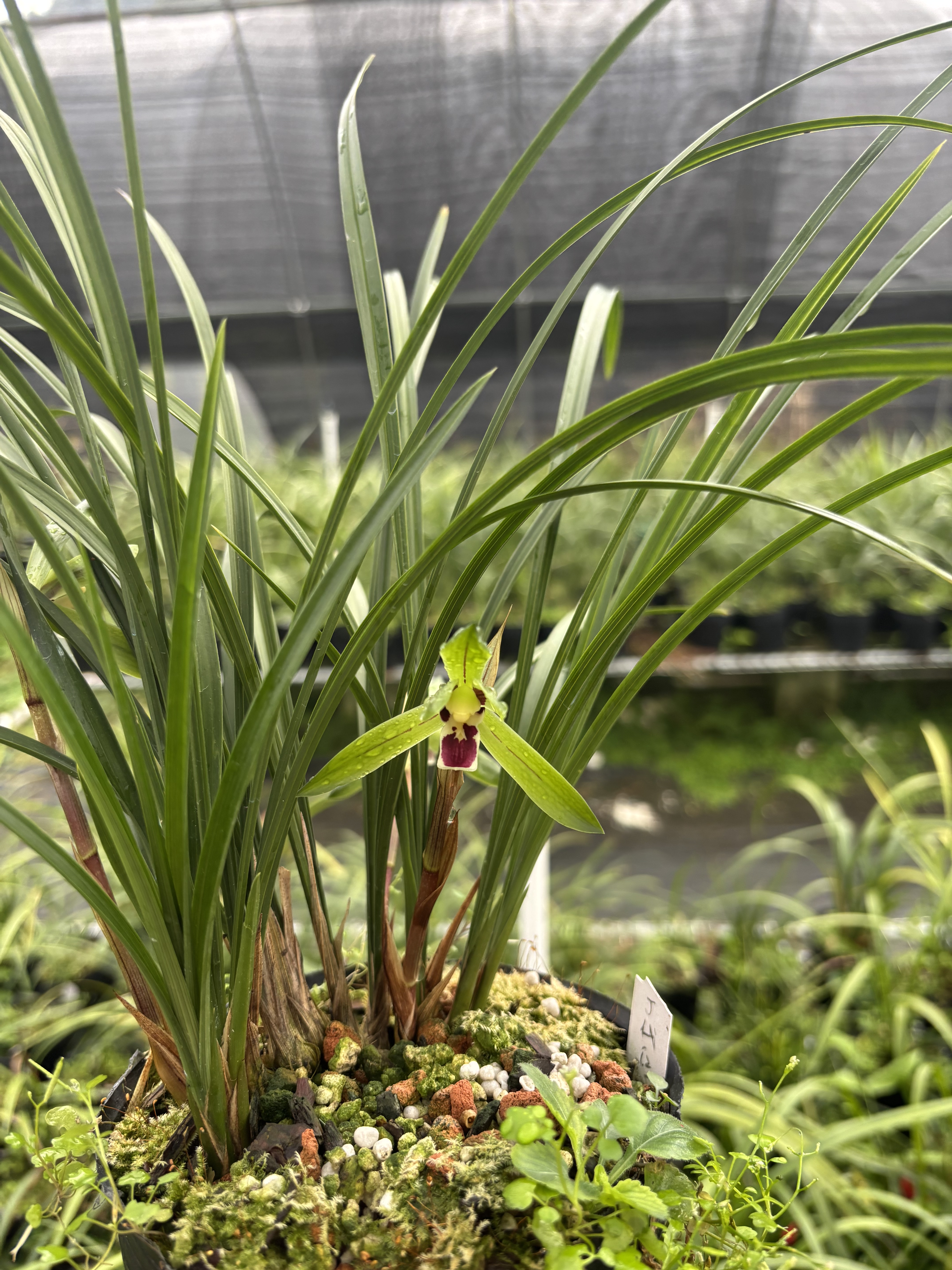 春兰盆栽兰花苗浓香2月开花名贵名品 红苹果好养活自然养植