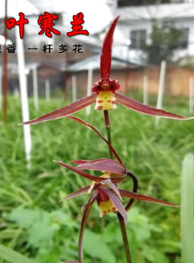 大叶寒兰冬带花苞兰花苗浓香冬兰青花紫红花绿植园艺花卉室内盆栽
