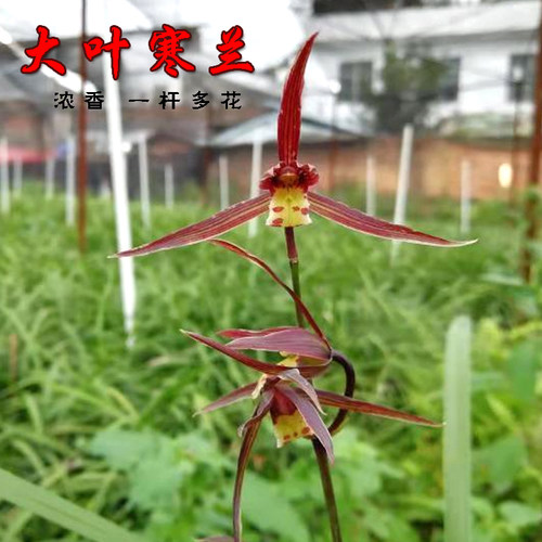 大叶寒兰冬带花苞兰花苗浓香冬兰青花紫红花绿植园艺花卉室内盆栽