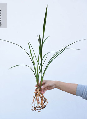 细叶寒兰4苗包邮绿植花卉兰花苗冬天开花植物盆栽浓香