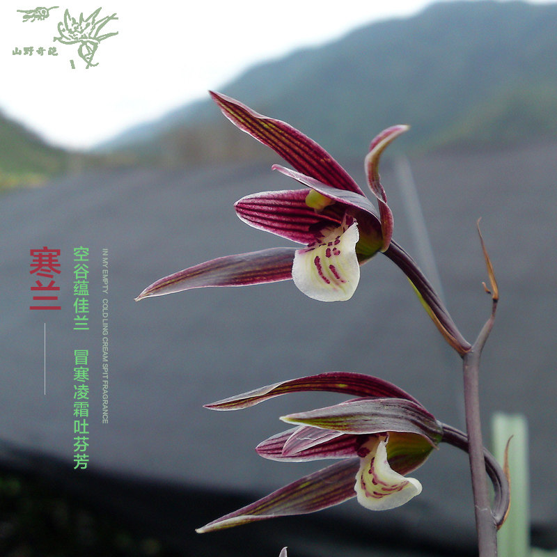 5苗连体细叶寒兰兰花绿植花卉园艺盆栽花色丰富叶型秀美冷香