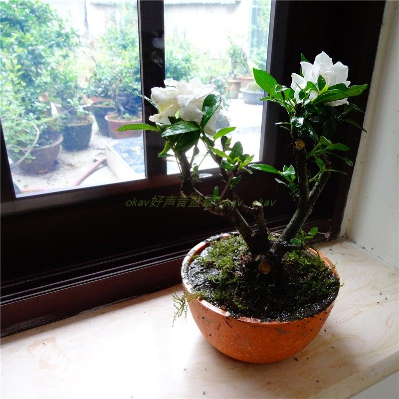 办公室内阳台桌面绿植物小叶桅子花卉中药材栀子花微盆景盆栽