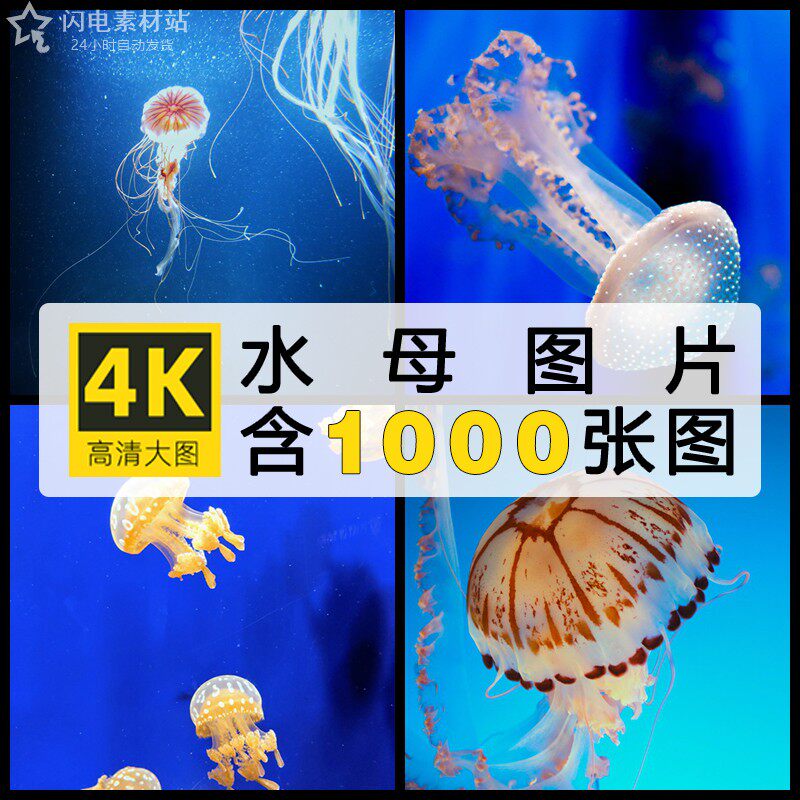 4K高清图片水母海蜇浮游生物海洋生物水生动物美工设计ps海报素材