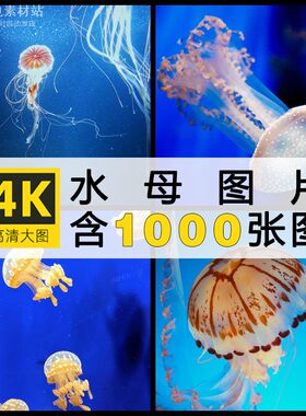 4K高清图片水母海蜇浮游生物海洋生物水生动物美工设计ps海报素材