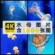 4K高清图片水母海蜇浮游生物海洋生物水生动物美工设计ps海报素材
