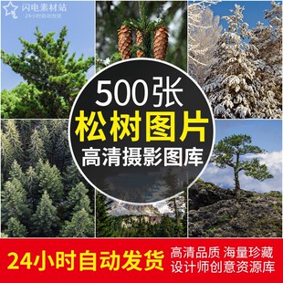 高清松树图片植物树木摄影图片松果树林树丛绘画参考设计ps素材