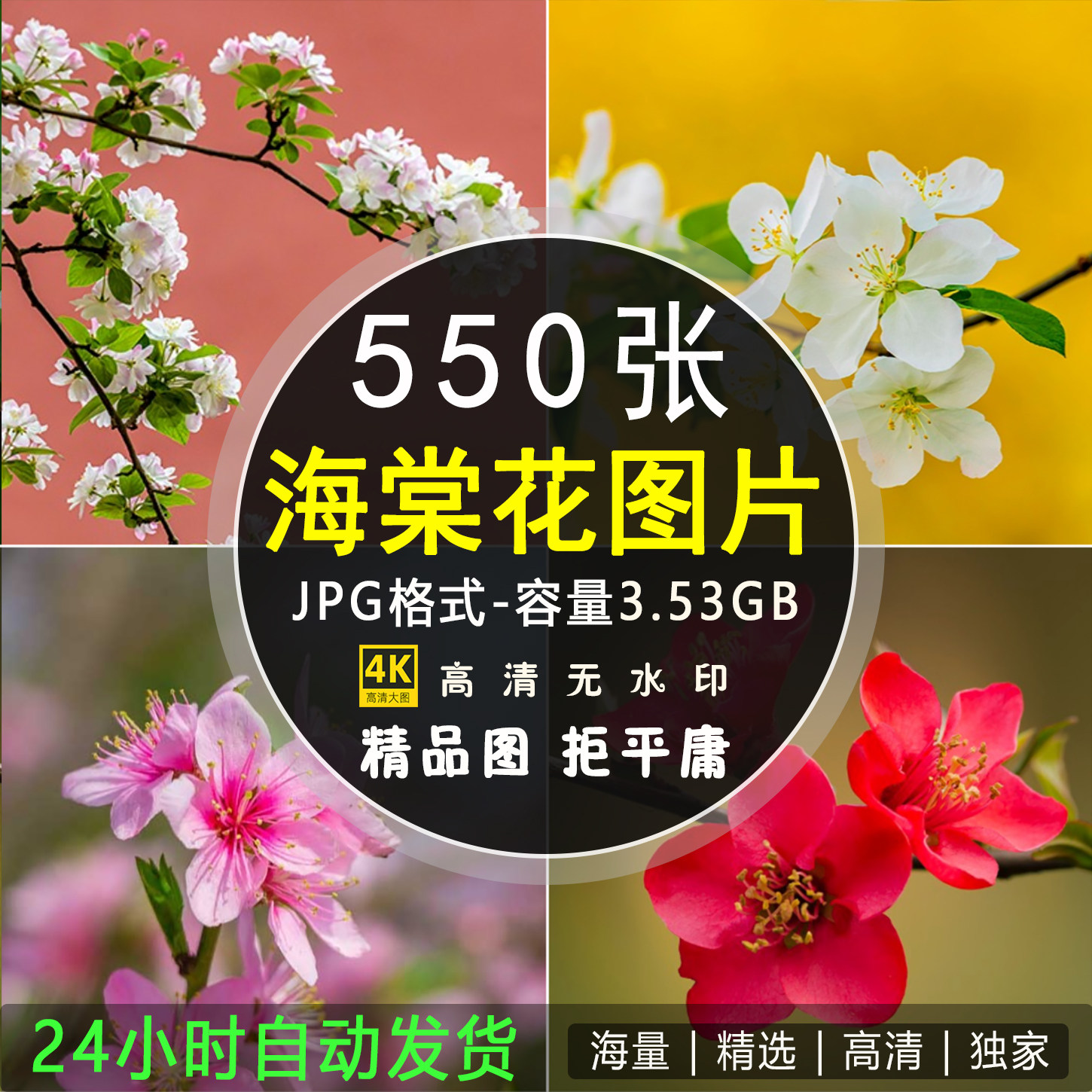 4K高清大图海棠花图片粉红花瓣花卉花蕾花朵摄影电脑手机壁纸素材