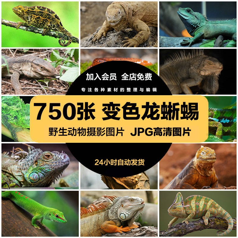 高清变色龙蜥蜴图片四脚蛇大壁虎野生爬行冷血动物摄影PS素材图集