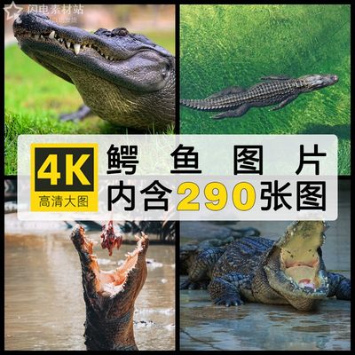 鳄鱼凶猛自然爬行动物摄影大图4K高清电脑图片壁纸ps海报插画素材