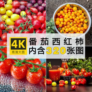 西红柿图片小圣女植株大棚番茄高清图片果酱蔬菜实拍照片素材