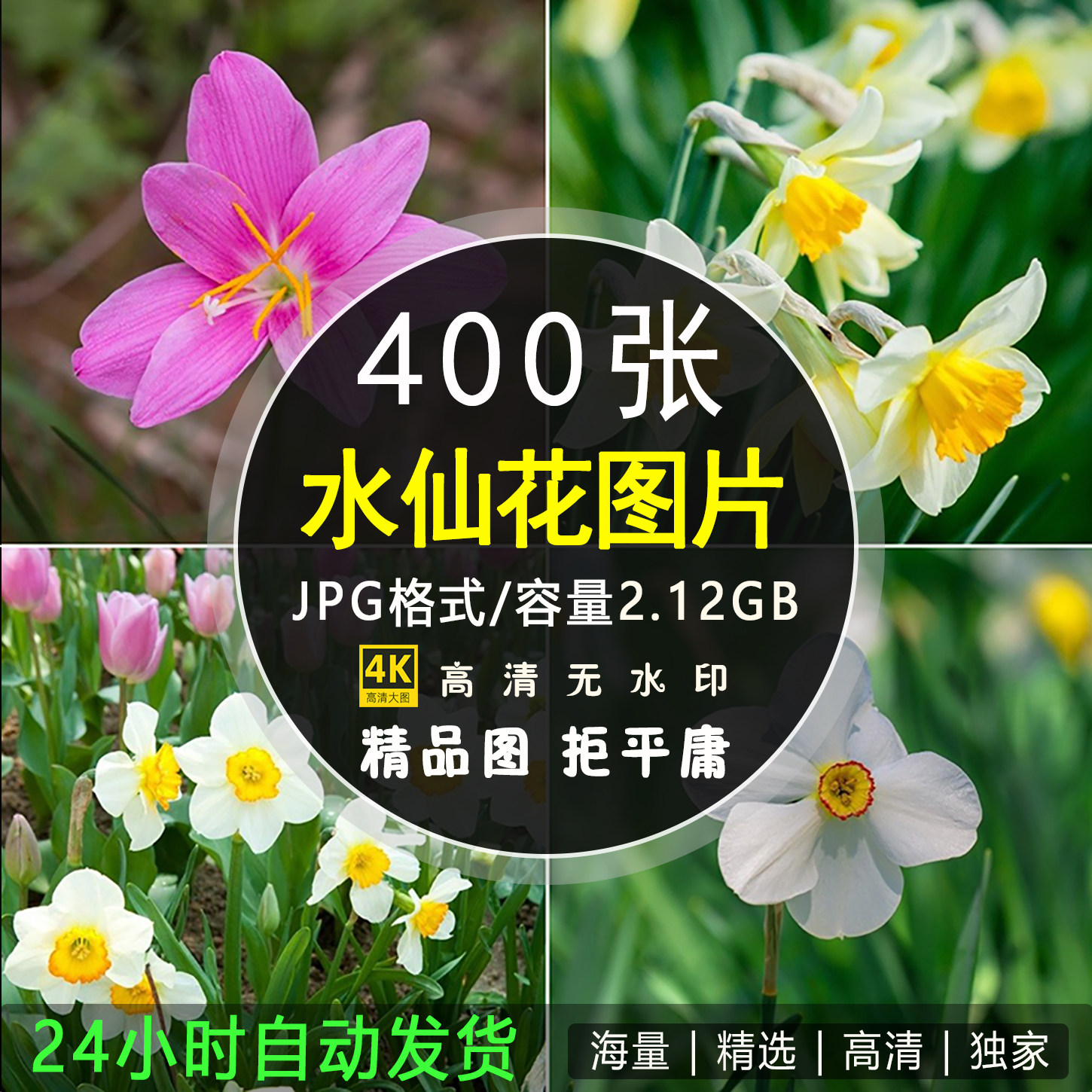 水仙花图片花朵花卉植物4K高清摄影特写手机电脑桌面壁纸素材合集