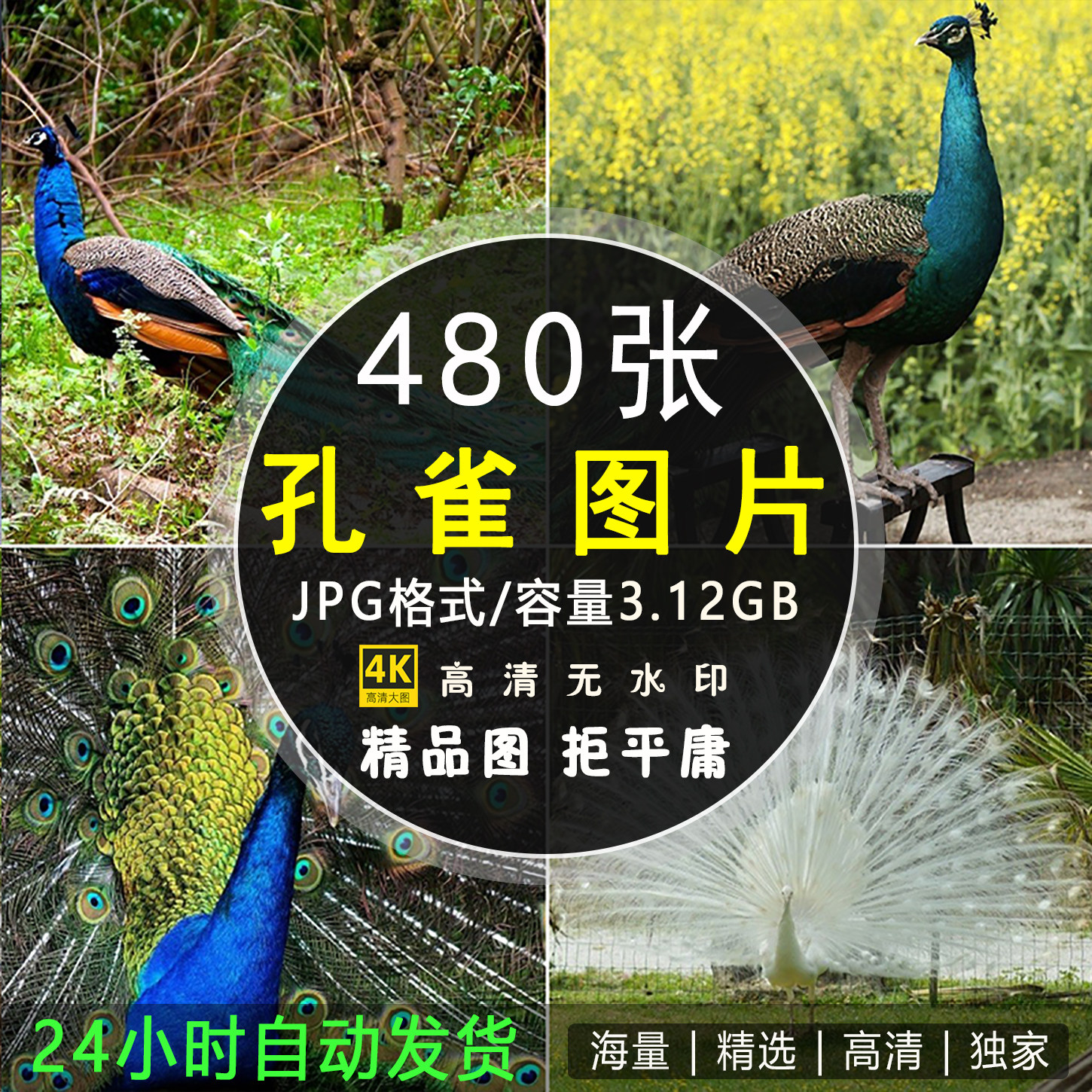 高清孔雀图片绿白蓝色孔雀开屏鸟类羽毛摄影特写背景JPG设计素材