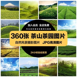 高清茶园茶山图片梯田茶庄茶叶采茶女绿色自然风景照壁纸背景素材