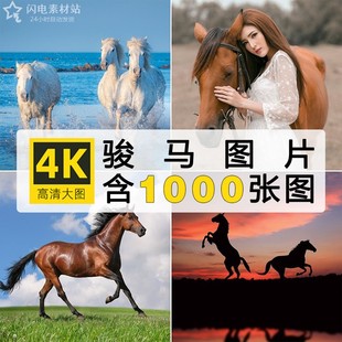 4K高清摄影马匹马群超清图集骏马壁纸照片海报设计PS图片临摹素材