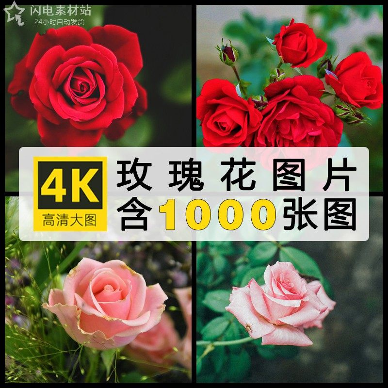 高清玫瑰花图片红白粉紫黄花瓣花丛卉植物特写摄影照背景JPG素材