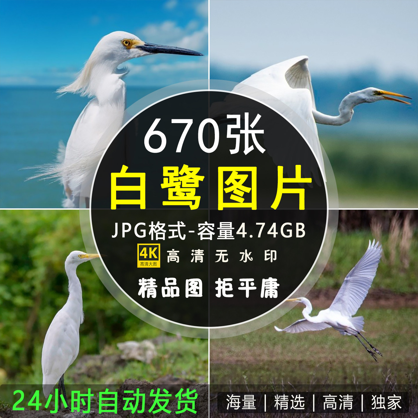 高清大图白鹭鸟4K8K超清特写摄影图集照片壁纸海报图片实拍素材
