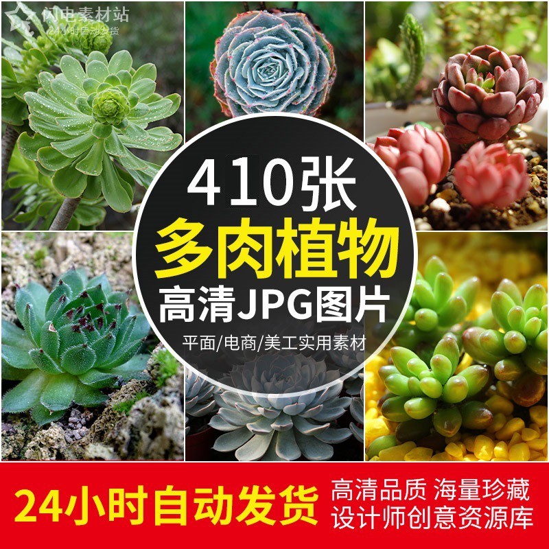 高清图库多肉植物图片小盆栽清新绿色桌面植物电脑壁纸ps设计素材