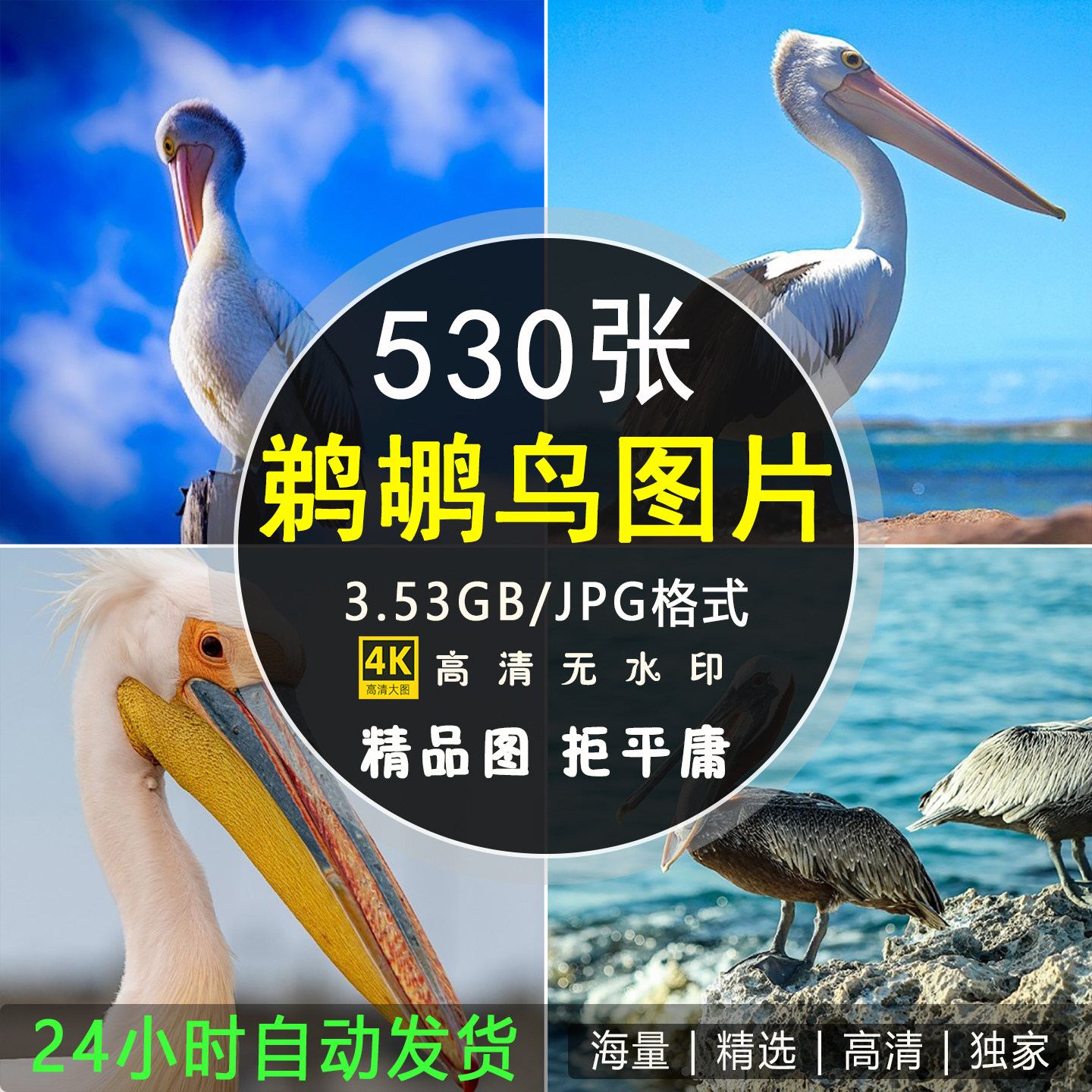 鹈鹕高清摄影图片鸟类捕鱼清照片壁纸海报美术绘画设计参考素材