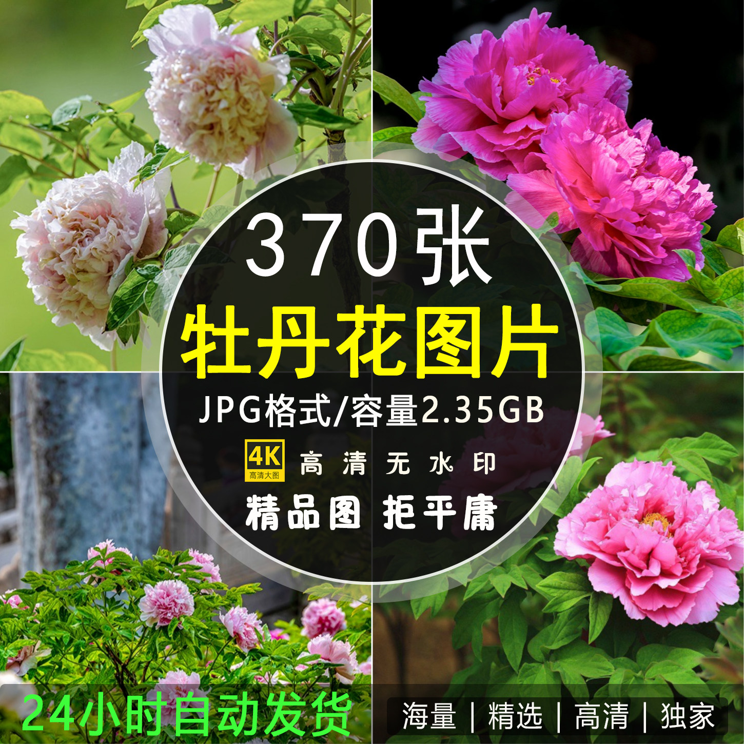 4K高清牡丹花图片花开富贵红粉白色花卉花朵照片手机电脑壁纸素材
