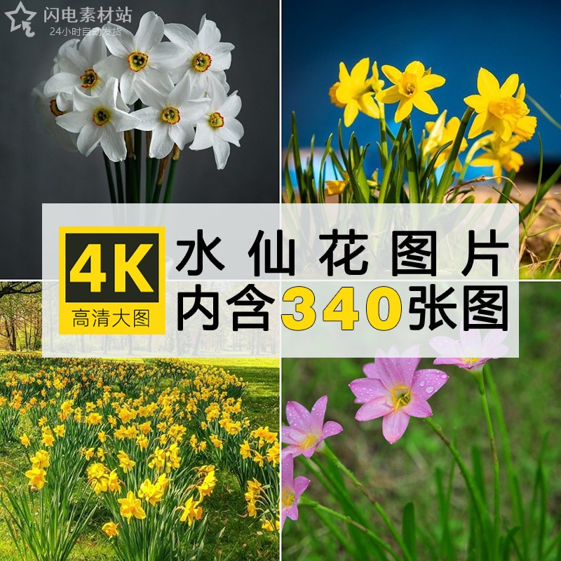 4K高清水仙花图片花朵花卉植物摄影特写手机电脑壁纸素材自动发货