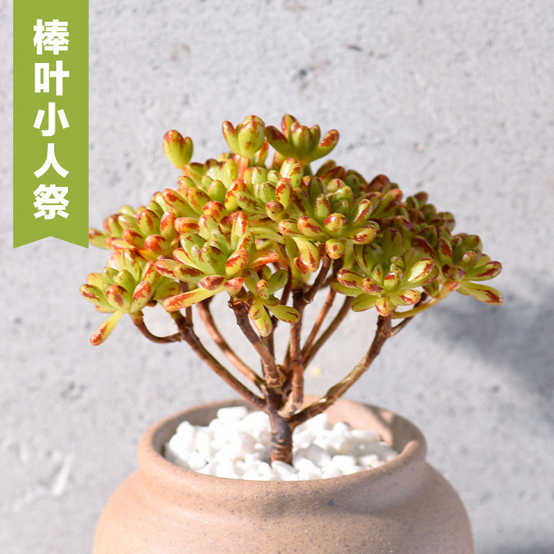 美诺花园棒叶小人祭多肉植物阳台办公室群生肉肉植物高品质颜色正 美诺花园 淘优券