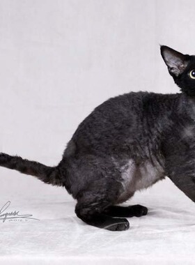 【CFA猫舍】WCF CFA双血统德文卷毛猫 纯黑色德文Devon Rex种公猫