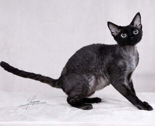 CFA双血统德文卷毛猫 CFA猫舍 WCF Rex种公猫 纯黑色德文Devon