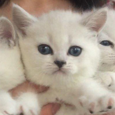 【英短银渐层】包子脸纯种毛尖色银渐层绿眼英国短毛猫免疫全弟弟