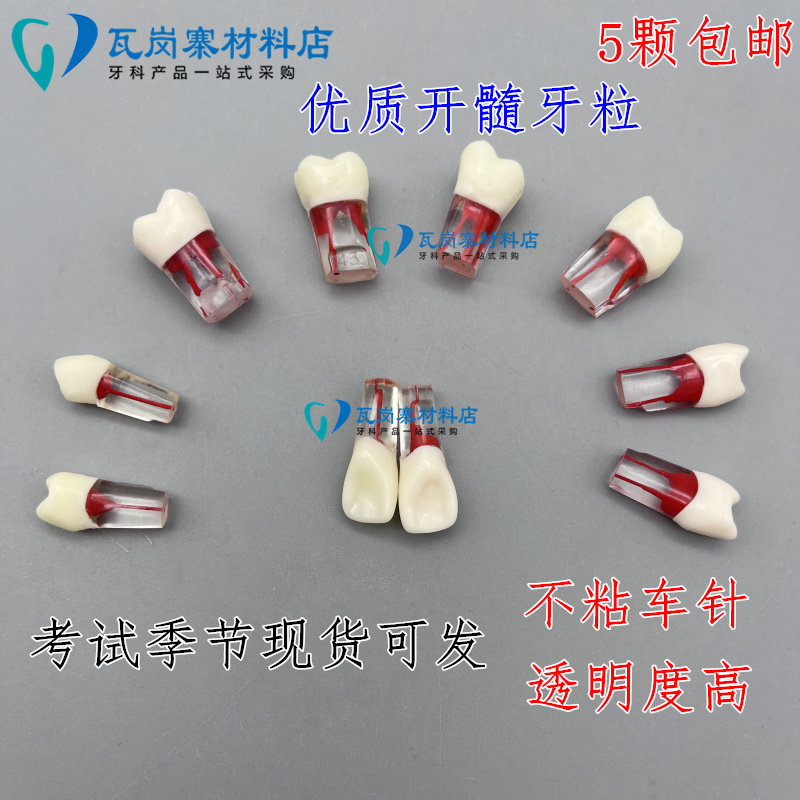 牙医学生考试练习开髓牙粒 树脂牙带髓腔根管牙 预备填充窝洞制备