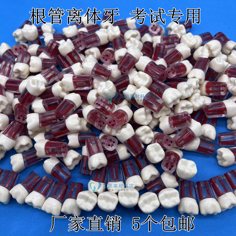 牙医考试练习口腔根管离体牙开髓牙粒树脂牙带髓腔仿真牙厂家直销