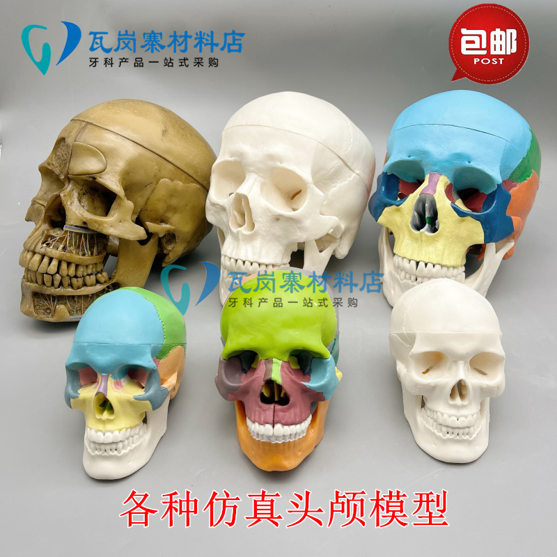 牙科口腔教学彩色仿真头骨 头颅 骷髅头 艺用 1:1可拆卸彩色头骨